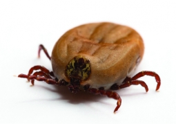 maladie de lyme guérir